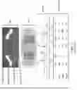 Fig. 06 - Shared source line memory architecture for flash cell byte-alterable high endurance data memory