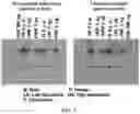 Fig. 02 - Quantitative Cluster Analysis Method Of Target Protein By Using Next-Generation Sequencing And Use Thereof