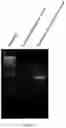 Fig. 06 - Quantitative Cluster Analysis Method Of Target Protein By Using Next-Generation Sequencing And Use Thereof