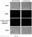 Fig. 10 - Quantitative Cluster Analysis Method Of Target Protein By Using Next-Generation Sequencing And Use Thereof