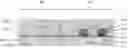 Fig. 01 - Method for manufacturing semiconductor device
