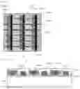 Fig. 06 - High efficiency solar cell and method for manufacturing high efficiency solar cell