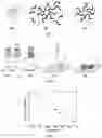 Fig. 03 - Electrode including metal nanoparticles having conductive polymer shell and conductive film and method for manufacturing the same