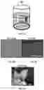 Fig. 04 - METHODS AND COMPOSITIONS FOR GOLD DENDRITE-BASED BIOSENSORS