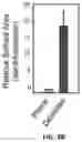 Fig. 08 - METHODS AND COMPOSITIONS FOR GOLD DENDRITE-BASED BIOSENSORS