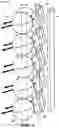 Fig. 04 - Lensed antennas for use in cellular and other communications systems