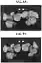 Fig. 11 - Light source for plant cultivation