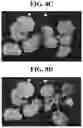 Fig. 12 - Light source for plant cultivation