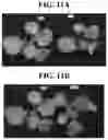 Fig. 17 - Light source for plant cultivation