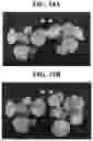 Fig. 22 - Light source for plant cultivation