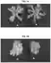 Fig. 11 - Light source for plant cultivation