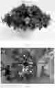 Fig. 02 - Petunia plants having a spotted flower color pattern