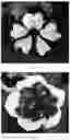 Fig. 04 - Petunia plants having a spotted flower color pattern