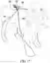 Fig. 12 - STRETCHABLE ANIMAL FOOT COVERING