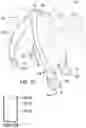 Fig. 15 - STRETCHABLE ANIMAL FOOT COVERING