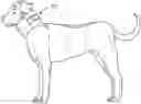 Fig. 01 - Veterinary and Grooming Collar