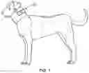 Fig. 02 - Veterinary and Grooming Collar