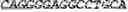 Fig. 10 - Genetically modified non-human animals expressing human EPO