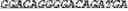 Fig. 11 - Genetically modified non-human animals expressing human EPO