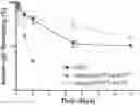 Fig. 01 - NSG mice lacking MHC class I and class II
