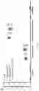 Fig. 17 - NSG mice lacking MHC class I and class II