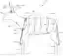 Fig. 01 - Collapsible animal decoy