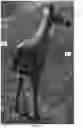 Fig. 11 - Collapsible animal decoy