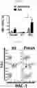 Fig. 28 - METHODS TO REDUCE CLOT FORMATION IN COLD-STORED PLATELET PRODUCTS