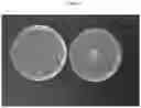 Fig. 06 - Antimicrobial compositions and related methods of use