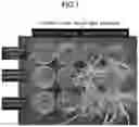 Fig. 02 - THIAZOLE COMPOUND AND HERBICIDE
