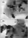 Fig. 01 - Phyllosilicate-copper solid materials with biocidal activity