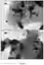 Fig. 03 - Phyllosilicate-copper solid materials with biocidal activity