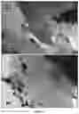 Fig. 04 - Phyllosilicate-copper solid materials with biocidal activity