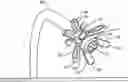 Fig. 01 - Fitting For A Medical Scoping Device Having A Plurality of Protuberances