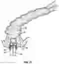 Fig. 32 - Fitting For A Medical Scoping Device Having A Plurality of Protuberances