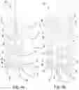 Fig. 05 - Tip part for a vision device