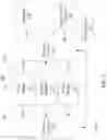 Fig. 02 - PAIRING AND EYE POLARITY DETERMINATION METHOD AND SYSTEM