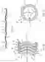 Fig. 02 - Aneurysm treatment coils and associated systems and methods of use