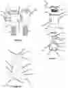 Fig. 09 - Advanced Polyaxial System and Surgical Procedure