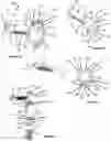 Fig. 11 - Advanced Polyaxial System and Surgical Procedure
