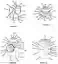 Fig. 18 - Advanced Polyaxial System and Surgical Procedure