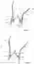 Fig. 03 - ENGINEERED TISSUE PROSTHESIS