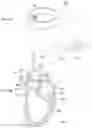 Fig. 02 - AORTIC VALVE EVALUATION ASSISTING JIG