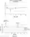 Fig. 47 - SYSTEMS, DEVICES, AND METHODS FOR PERFORMING MEDICAL PROCEDURES IN THE INTESTINE