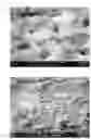 Fig. 02 - Composition for intracanal medication