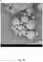 Fig. 09 - Dry powder composition comprising long-chain RNA