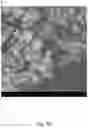 Fig. 11 - Dry powder composition comprising long-chain RNA