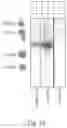 Fig. 20 - Compositions for facilitating membrane fusion and uses thereof