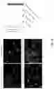 Fig. 49 - Compositions for facilitating membrane fusion and uses thereof