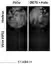 Fig. 11 - CATIONIC NANOPARTICLES FOR ENHANCING INFECTIOUS CAPACITY OF LIVE VIRUSES